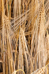 yellow background with golden wheat ears of wheat ripened for harvest