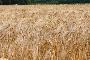 wheat field with ripe ears ready for harvest in summer