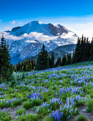 wild blue lupine flowers scattered on the meadow in Sunrise in Mt.Rainier national park during summer
