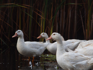 ducks on the beach