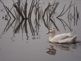 swan on the water