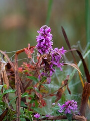 purple and yellow flowers