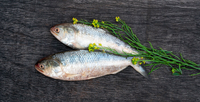 Tenualosa ilisha or Ilish fish with mustard plant on black board.
