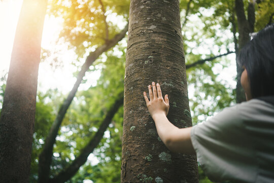 Human hand or young woman touching tree in the forest  in concept of people love nature and  tree to protect from deforestation and pollution or climate change