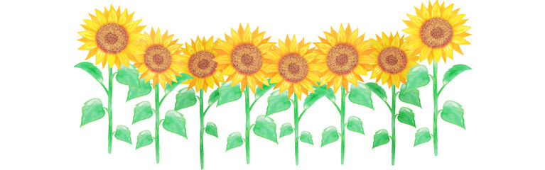 イラスト素材：水彩絵の具で手描きした向日葵の花畑　複数本/切り抜き（透過背景）