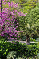 A path among flowering trees in the Botanical Garden of Tbilisi. Georgia is a country