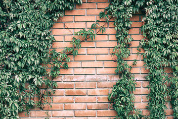 Virginia creeper vines frame on old red brick wall. Five leaved ivy green foliage on rough...