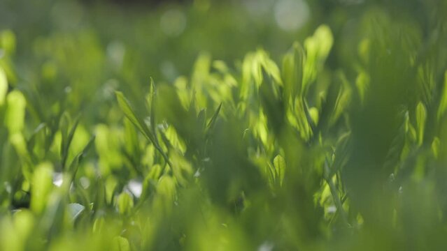 Tea plantations