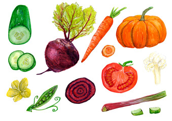 Watercolor set vegetarian vegetable, fresh harvest, healthy food on white background isolated for your design, hand drawn illustration