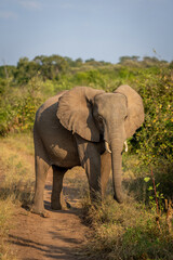 Fototapeta na wymiar African bush elephant stands on sandy track