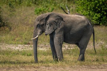 Fototapeta na wymiar African bush elephant stands on sunny riverbank