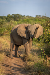 Fototapeta premium African bush elephant stands sniffing the wind