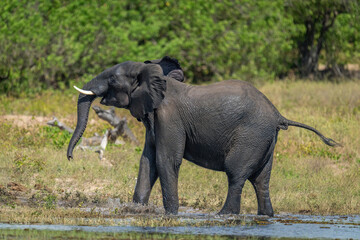 African bush elephant stands splashing in river