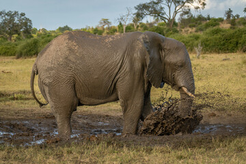 Fototapeta na wymiar African bush elephant stands spraying muddy water