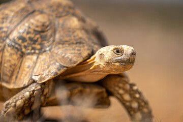 Close-up of leopard tortoise walking through savannah
