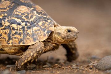 Close-up of leopard tortoise walking across savannah