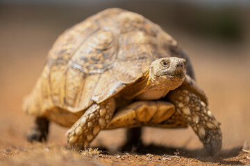 Leopard tortoise stands watching camera in savannah