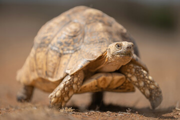 Leopard tortoise crawls over sand towards camera
