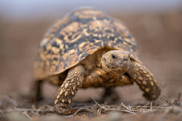Fototapeta premium Leopard tortoise walks through grass towards camera