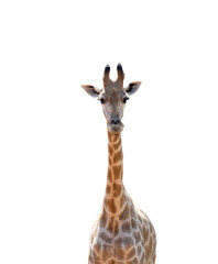 Giraffe, a tall mammal against a white background.