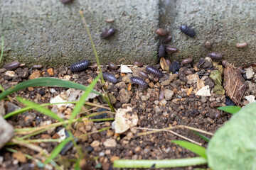 ブロック塀近くの湿った土に集まる大量のダンゴムシ
