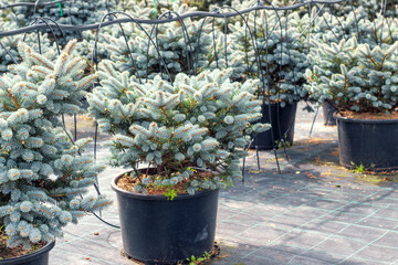dwarf blue spruces in plastic pots. Cultivation for sale of ornamental coniferous plants. plants for garden and park design. Drip irrigation.Place for text.