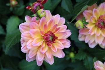 pretty Dahlia in full bloom