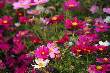 blooming cosmos field in spring 