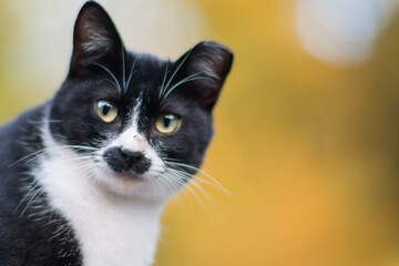 京都 秋の伏見稲荷大社に暮らす野生の猫