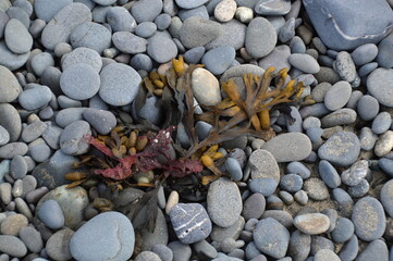 Sea Weed on Rialto Beach in Olympic National Park, Washington