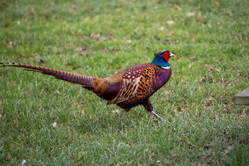 Pheasant