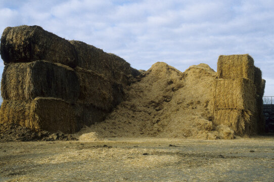 Silage Clamp Containing Feed For Dairy Cattle Location Bedfordshire UK 1998