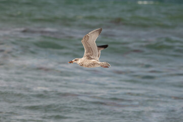 A vega gull caught a starfish. A bird flying over the sea. Bird hunter in a natural environment.