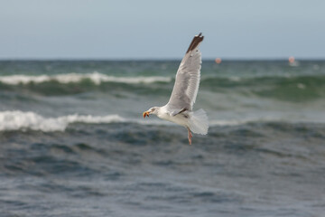 Fototapeta na wymiar A seagull caught a starfish. A bird flying over the sea with waves and horizon in the background.