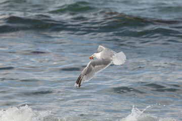 A seagull caught a starfish. A bird flying over the sea. A hunting bird in a natural environment.
