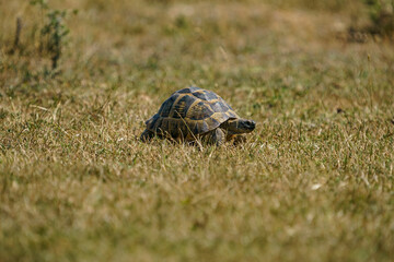 The Thracian tortoise or Hermann tortoise is a terrestrial turtle of the family Testudinidae. It is located on the continent of Europe. It is known as the Thrace tortoise because it is found only in t