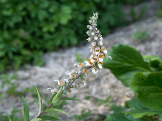 Grecian foxglove, Digitalis lanata, medicinal plant, blooming in a garden closeup with selective focus and copy space © Marjatta