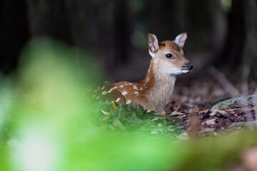 奈良-【奈良公園（飛火野）の鹿】