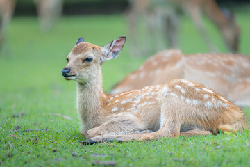 奈良-【奈良公園（飛火野）の鹿】