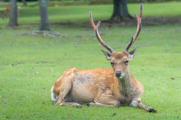 奈良-【奈良公園（飛火野）の鹿】