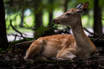 奈良-【奈良公園（飛火野）の鹿】
