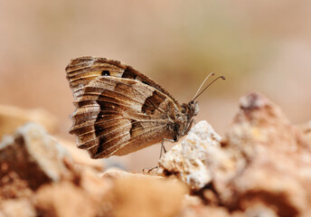 A male Hermit (Chazara briseis) butterfly warming on stones