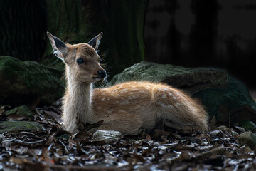 奈良-【奈良公園（飛火野）の鹿】