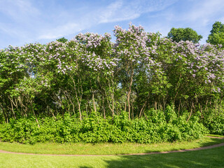 Huge blooming purple lilac, Syringa vulgaris) hedge in a sunshine in spring in Herttoniemi manor historical park in Helsinki Finland