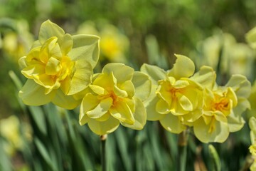 Narcissus Double 