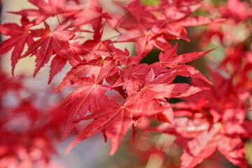 Red leaves of red japan shaina acer tree