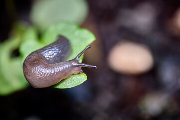 Wasserschnegel ( Deroceras laeve ).