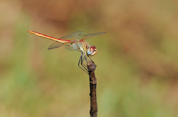 A dragonfly (Anisoptera sp.)  perching on a twig