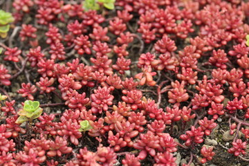 Sedum or stonecrops on green roof.