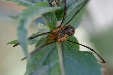 Harvestman (Phalangium opilio) on a leaf